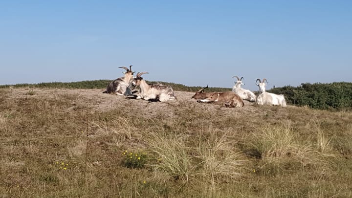 Foto 62 van Prins Willem III-plein 14