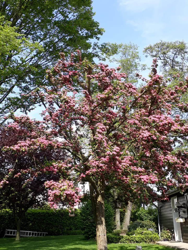 Foto 50 van Middelste Horst 29