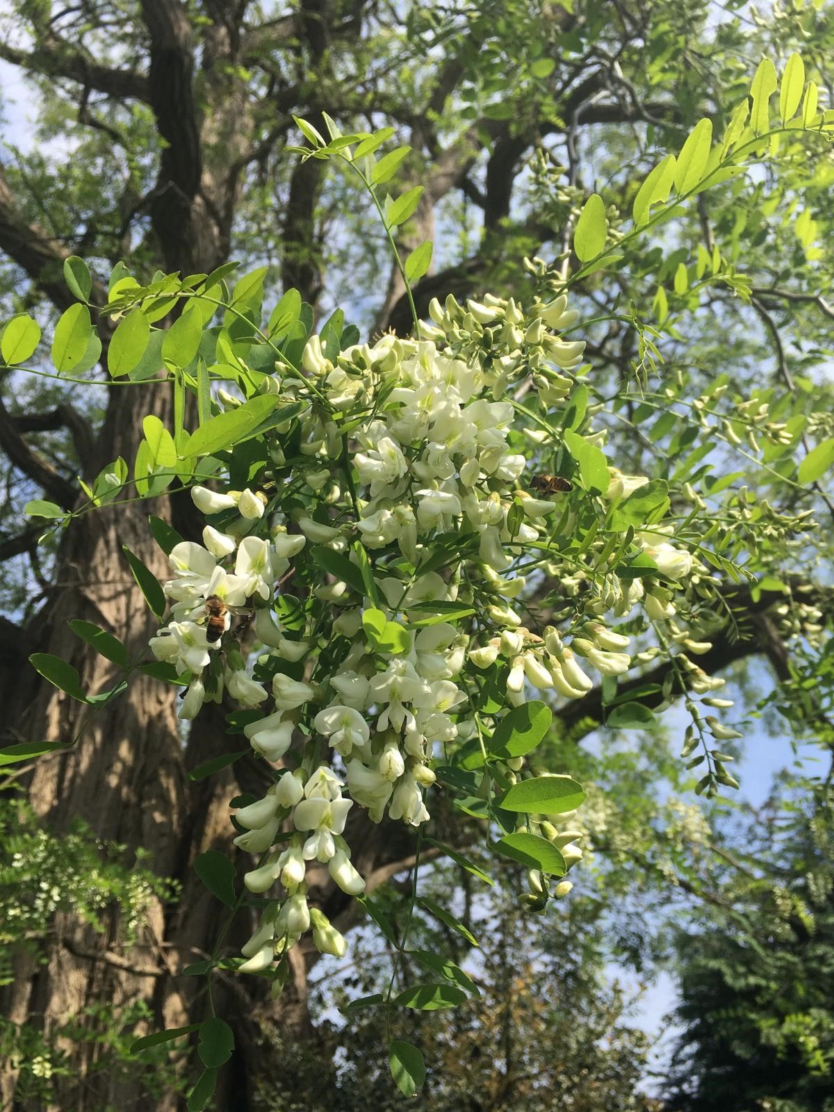 Foto 44 van Groeneweg 66