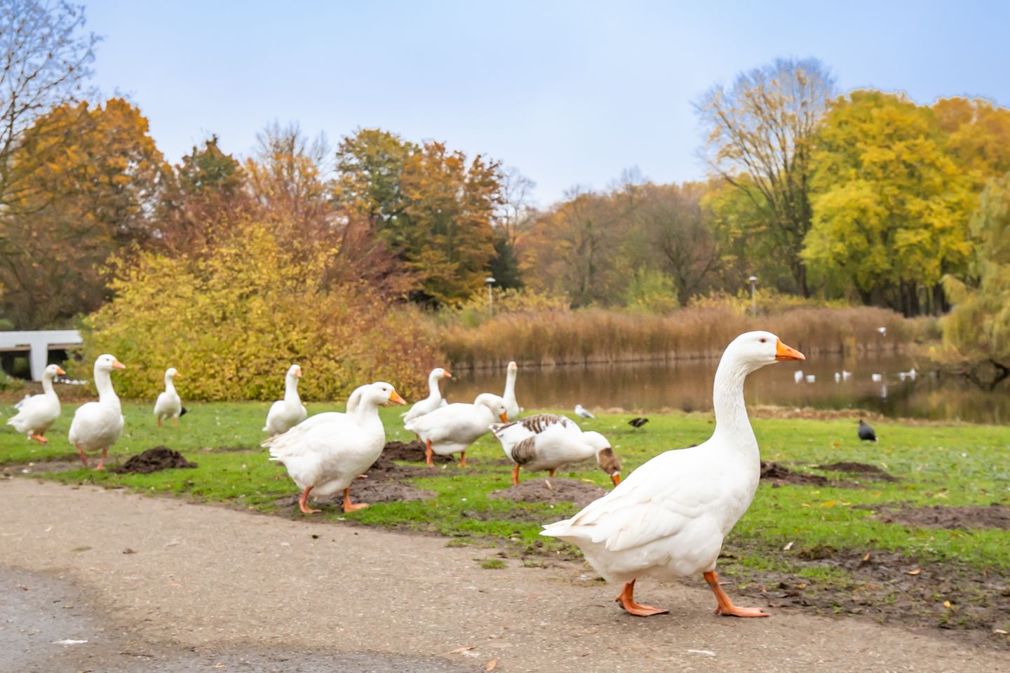 Foto 44 van Wanninkhoflaan 83