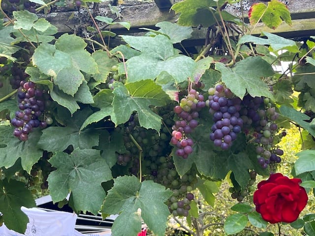 Foto 22 van D. Koddelaan 32