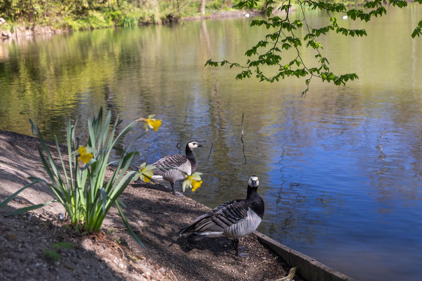 Foto 44 van Hermannus Elconiusstraat 23