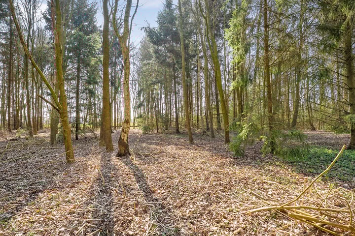 Foto 41 van Langewijk 2