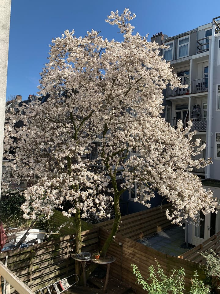 Foto 10 van Van Ostadestraat 376-1