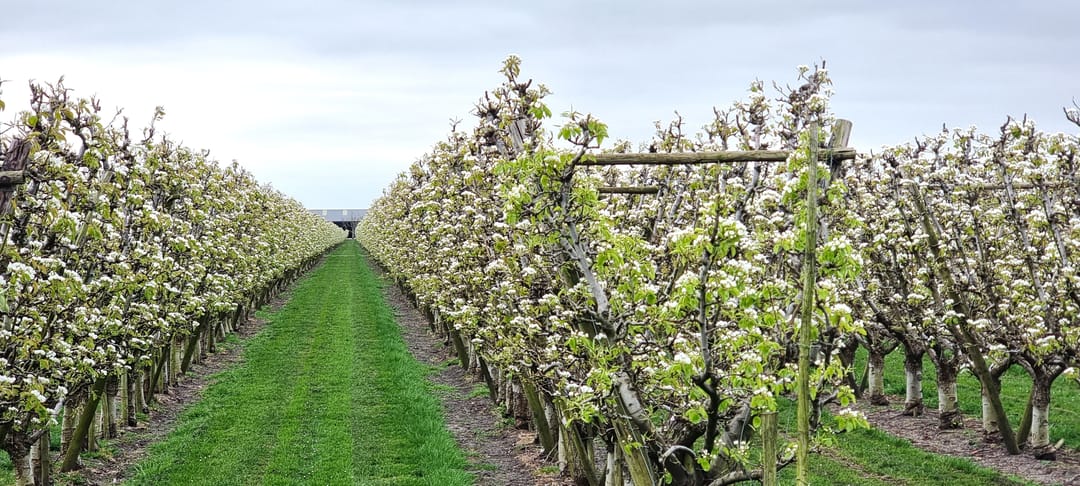 Foto 56 van Voorstraat 58