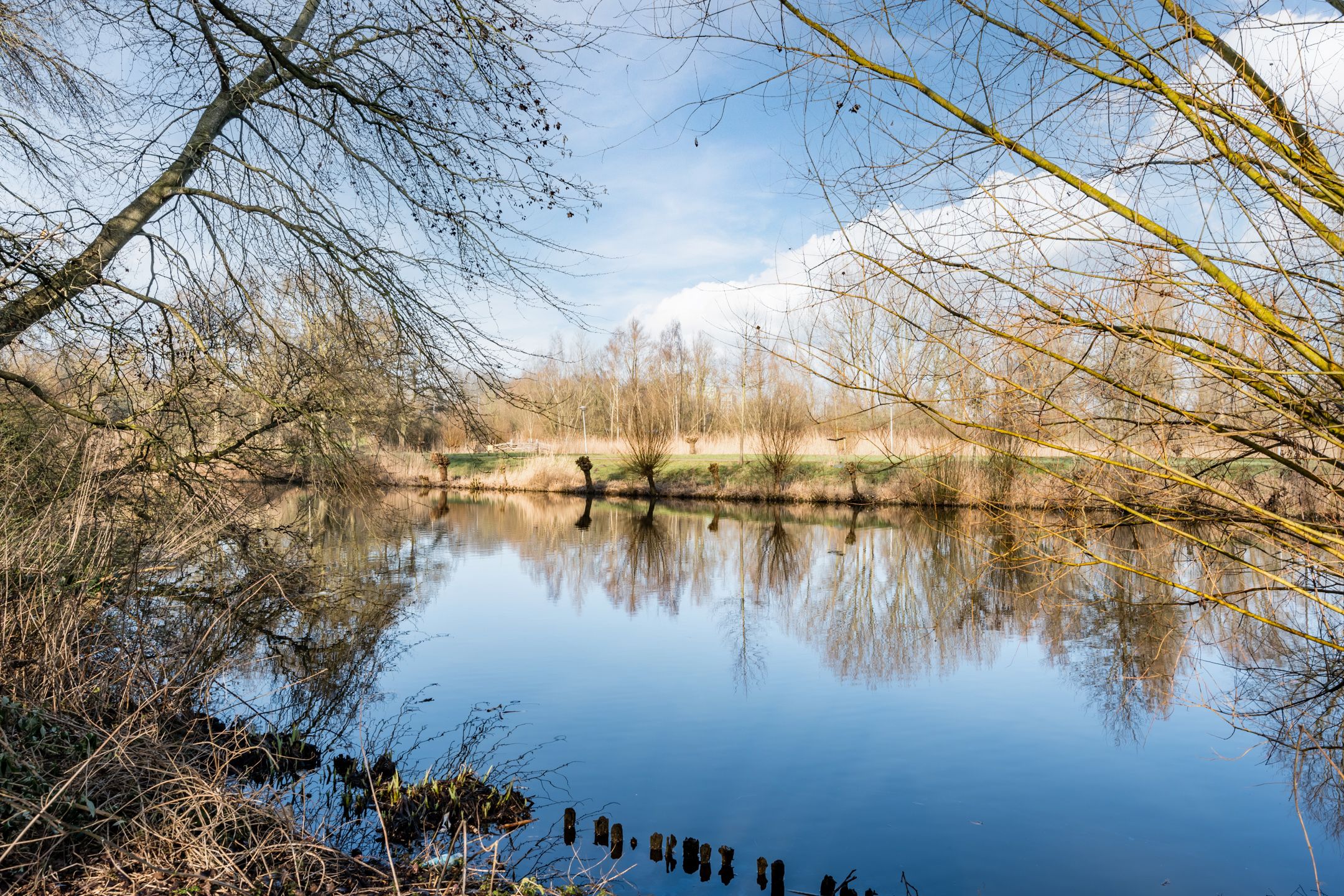 Photo 21 of Gouden Leeuw 731