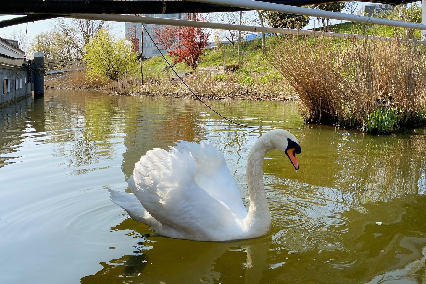 Foto 40 van Verbindingsdam 9