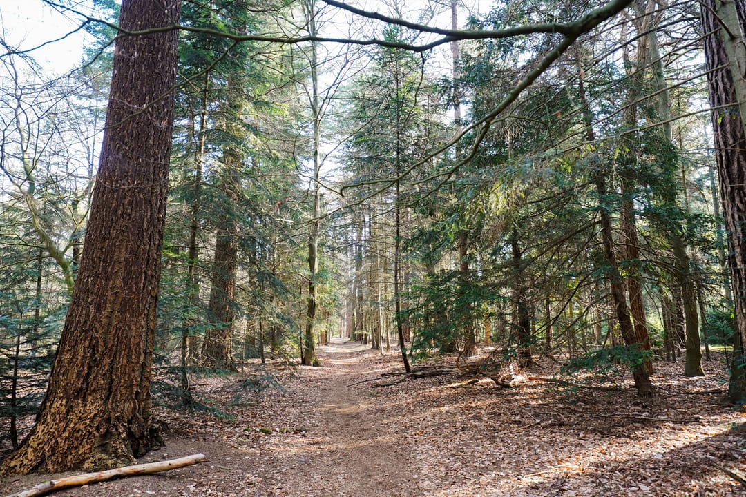 Foto 38 van Nic Beetsstraat 28