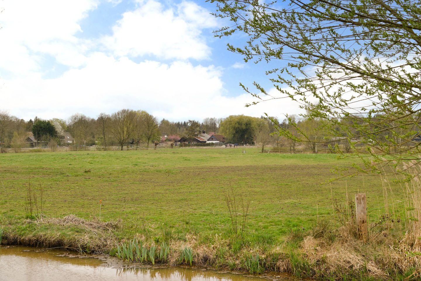 Foto 5 van Honingbij 18