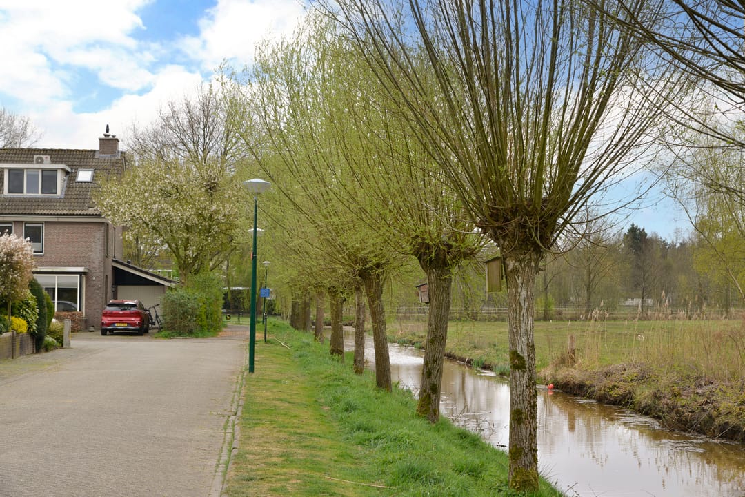 Foto 7 van Honingbij 18