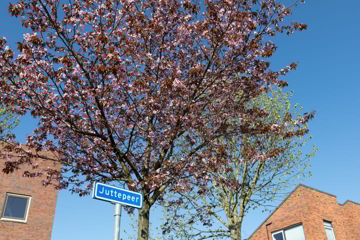 Photo 36 of Juttepeer 48