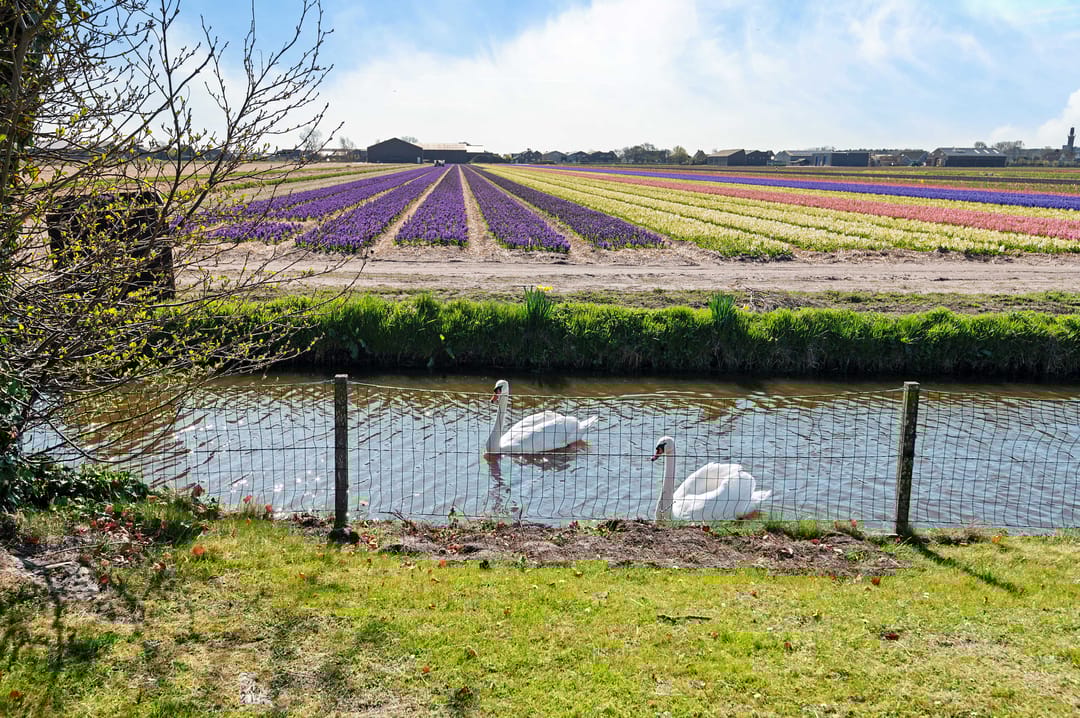 Foto 28 van De Witte Raaflaan 169