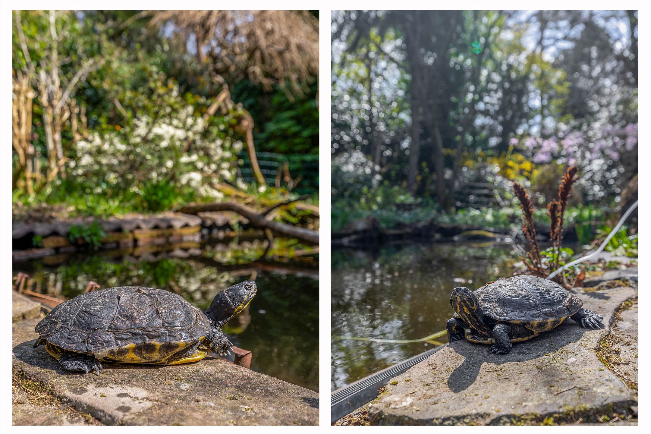 Foto 45 van Everlaan 26