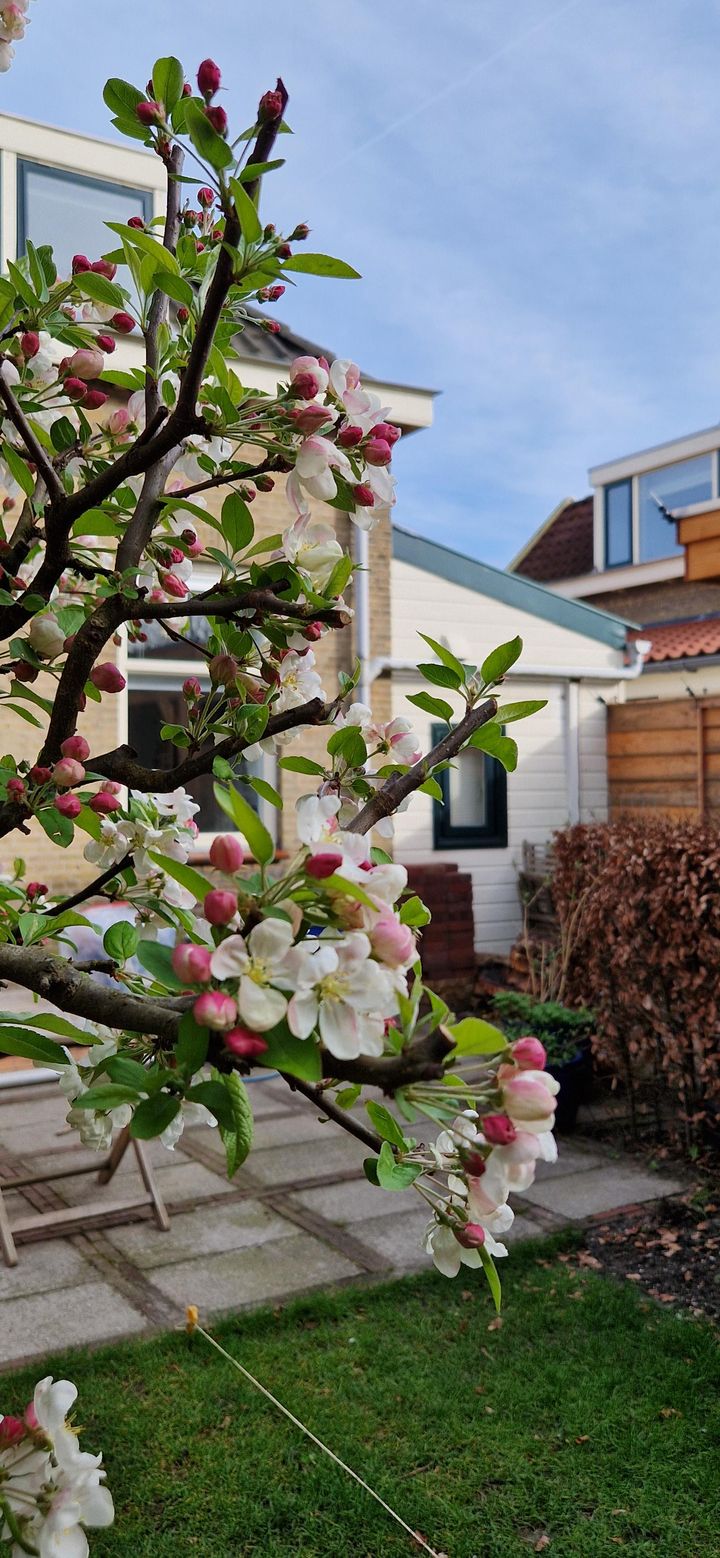 Foto 53 van Dr. Willem Vosstraat 19