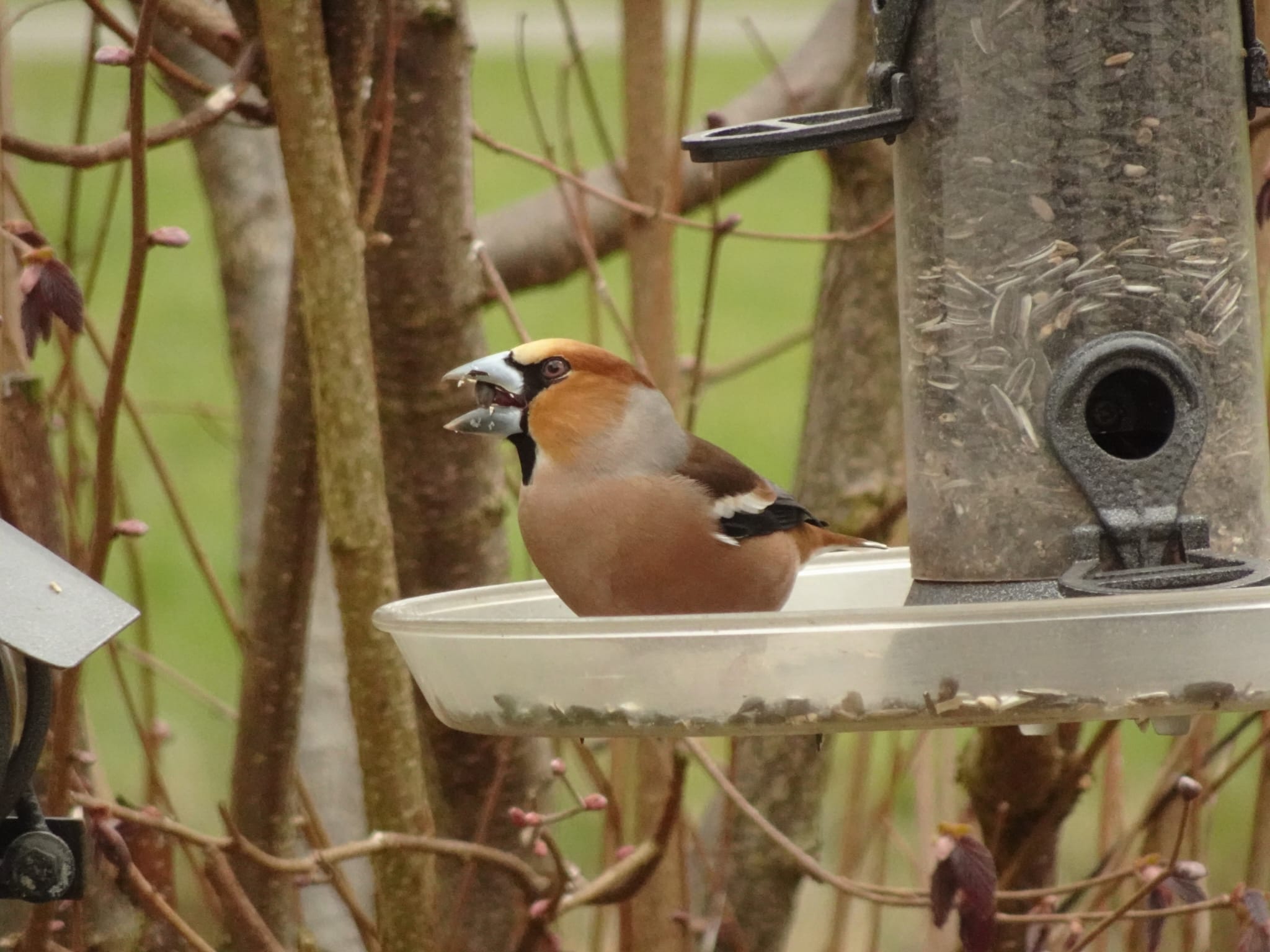 Foto 51 van Borgerweg 38