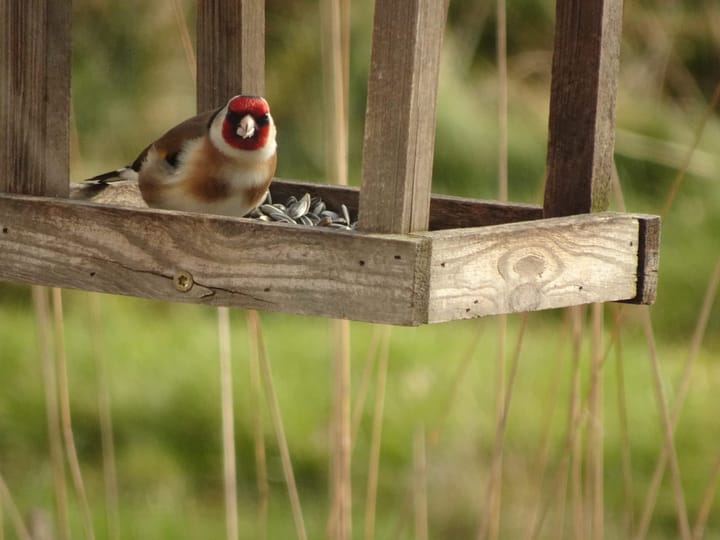 Photo 52 of Borgerweg 38