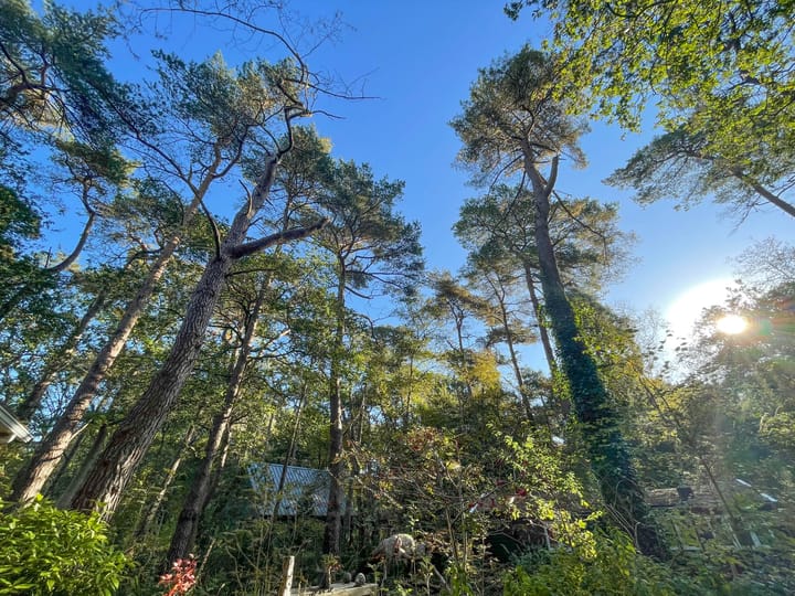 Foto 3 van Apollolaan 4