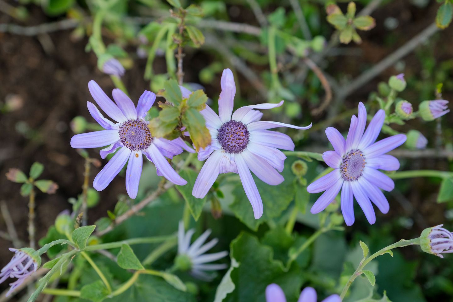 Foto 29 van Keimpemahuis 7