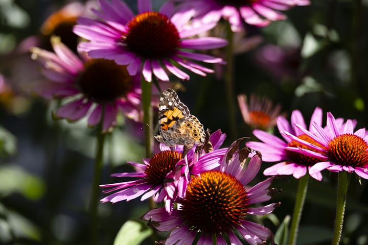 Foto 50 van Torenmolenlaan 81