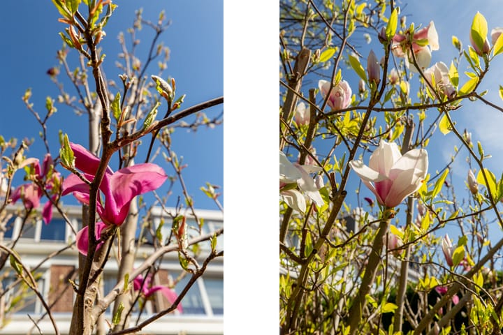 Foto 32 van Lijsterlaan 34