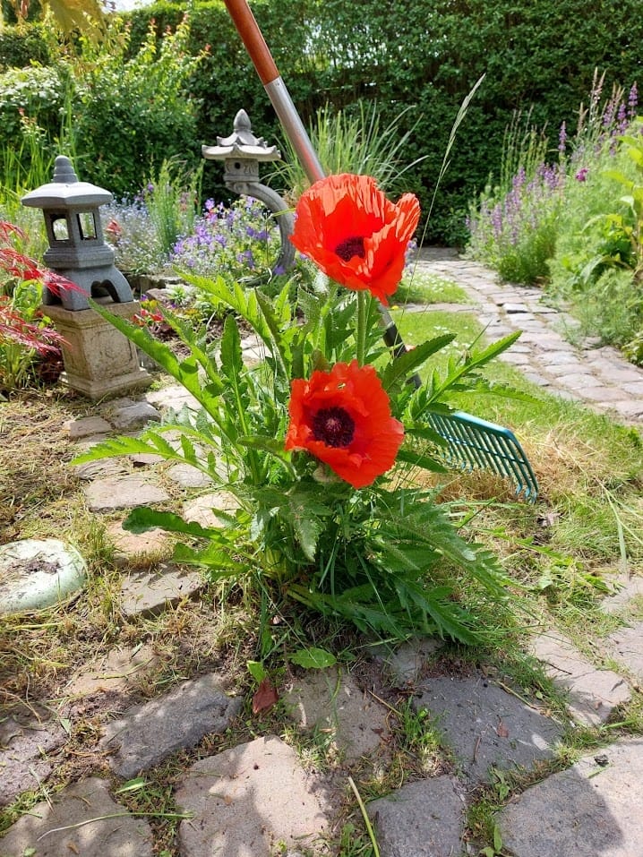 Photo 55 of Koninginneweg 2