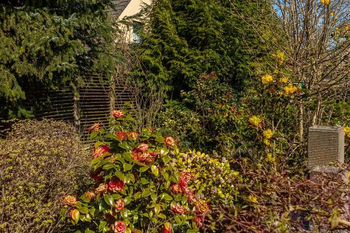 Foto 33 van Klaver 6