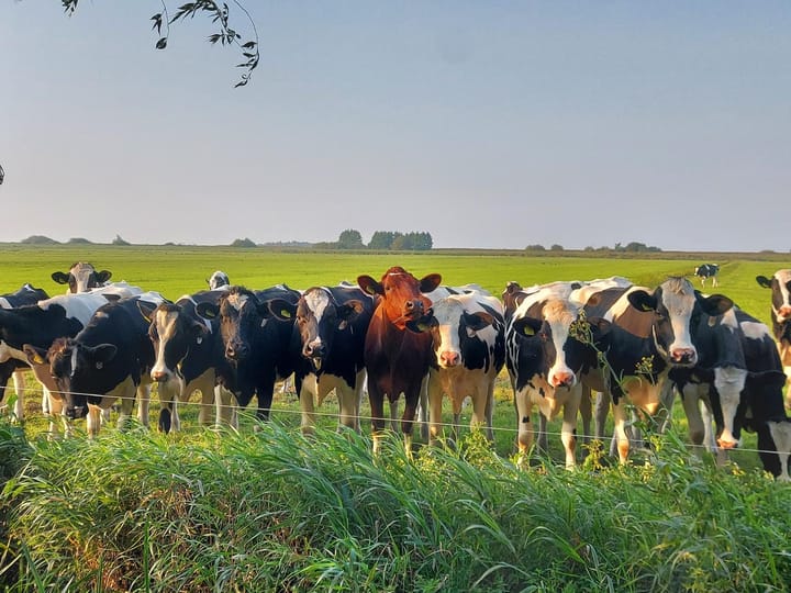 Foto 57 van Herenweg 91