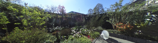 Achtertuin