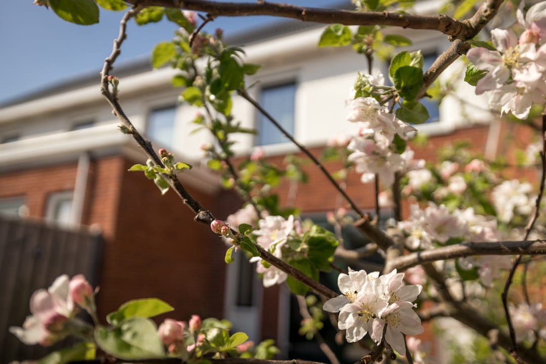 Foto 31 van Winterkoning 30