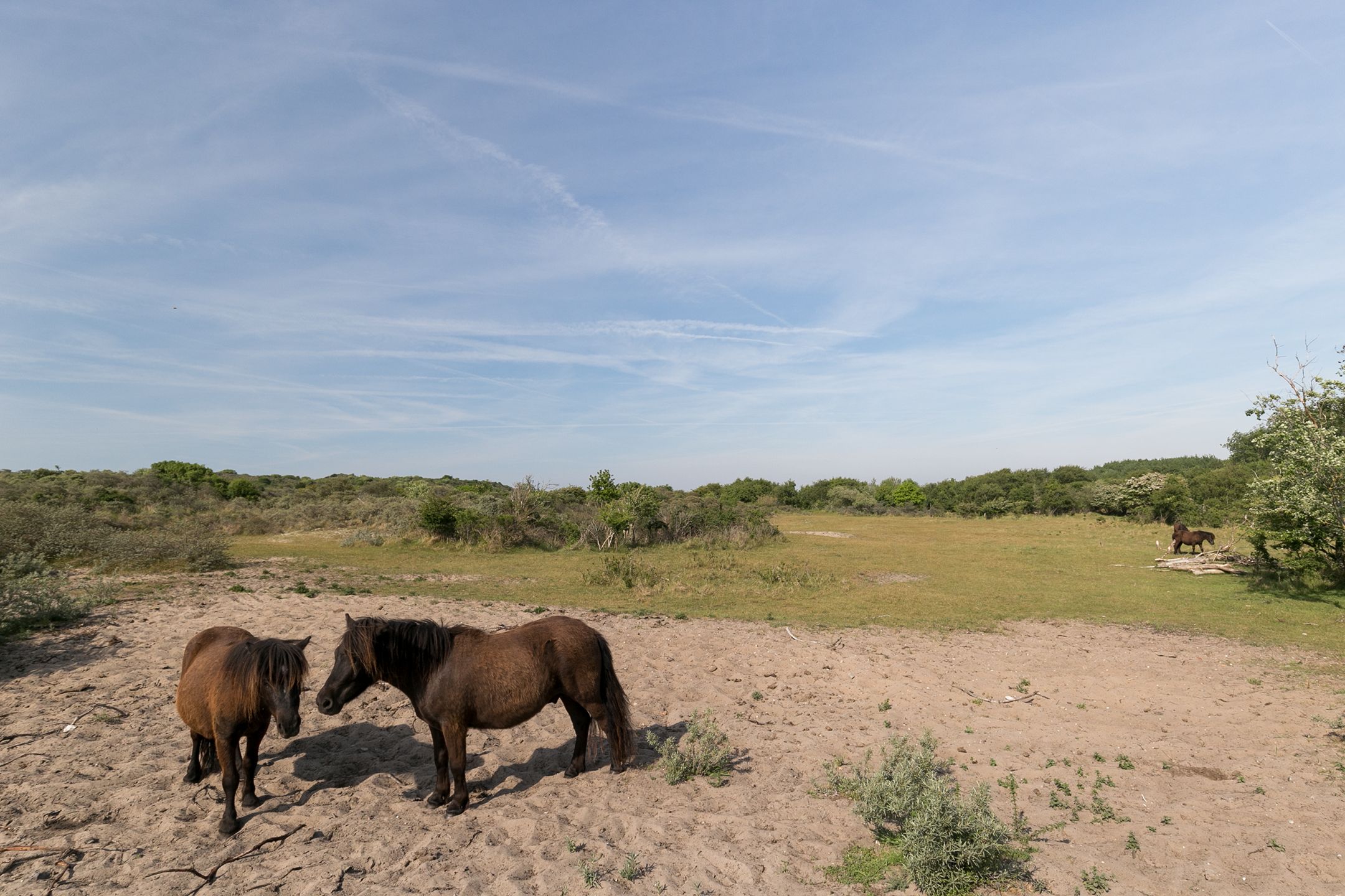 Foto 42 van Boomwei 15