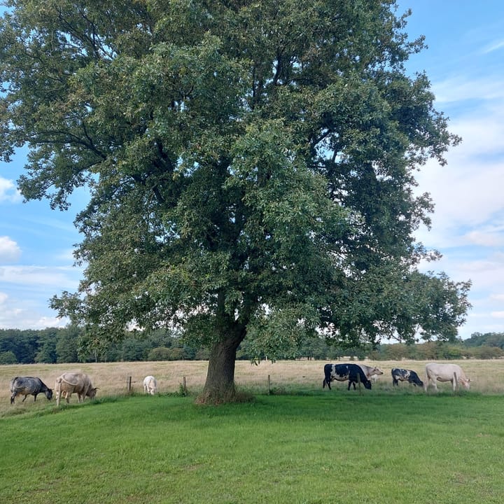 Foto 62 van Ter Apelerstraat 12