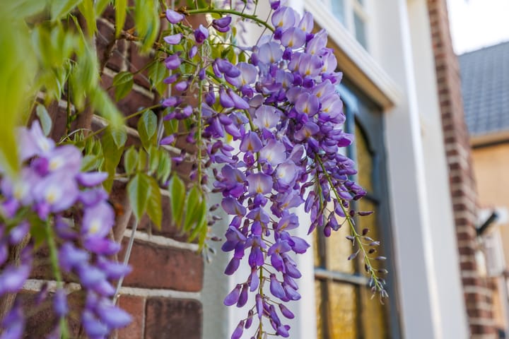 Foto 35 van De Ruyterstraat 84