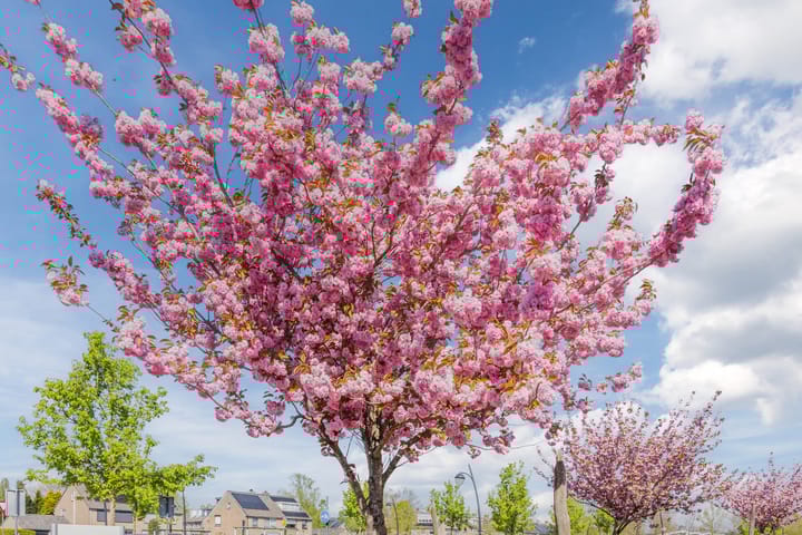 Foto 43 van Koningin Julianalaan 91