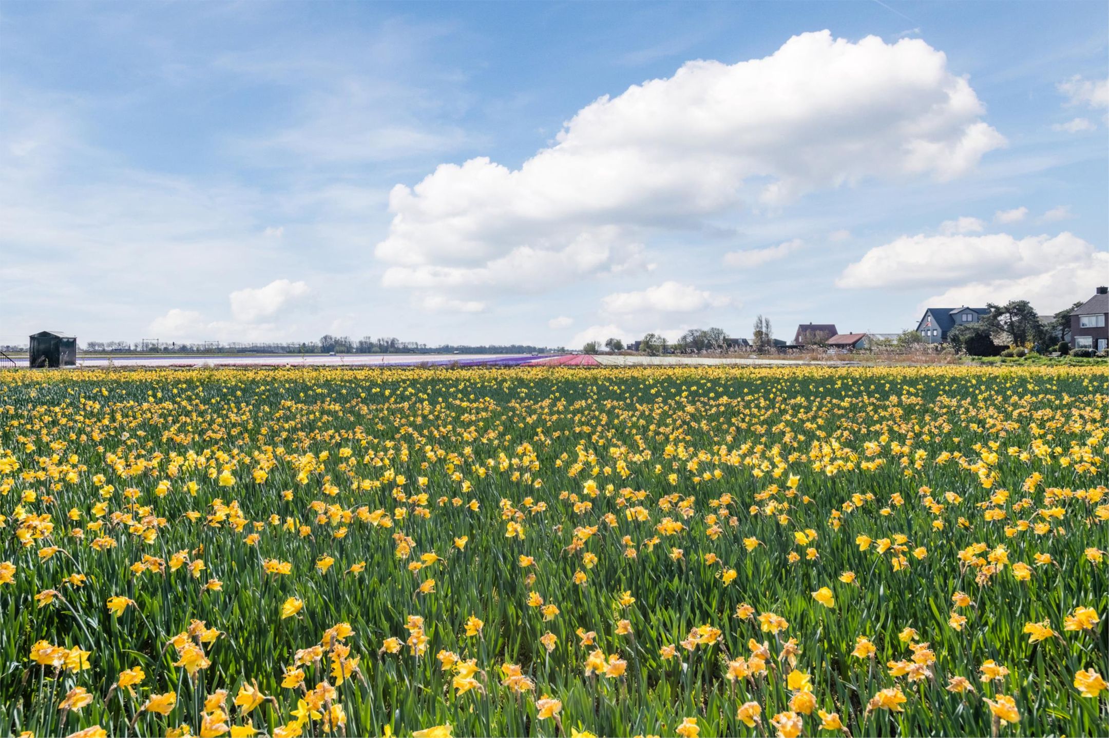 Foto 54 van Schelpvisserlaan 3