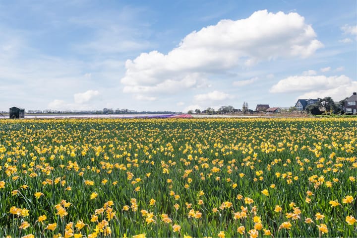 Foto 54 van Schelpvisserlaan 3