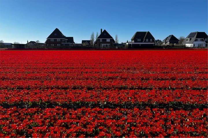 Foto 56 van Schelpvisserlaan 3