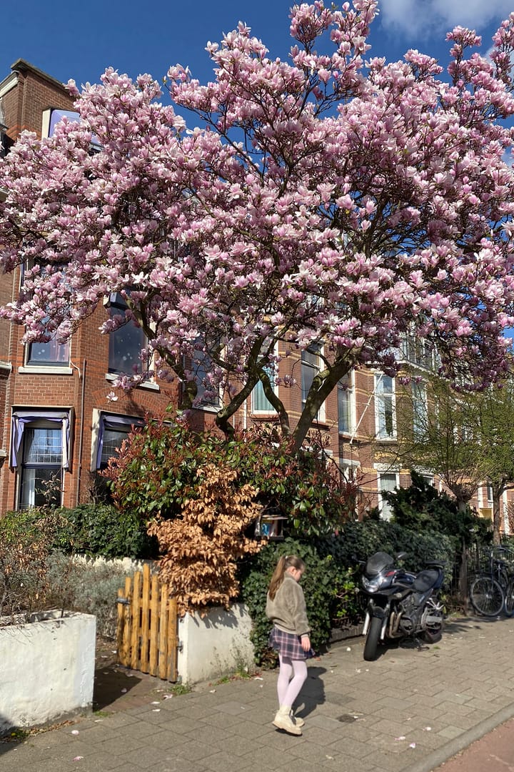 Foto 5 van Laan van Meerdervoort 403-A