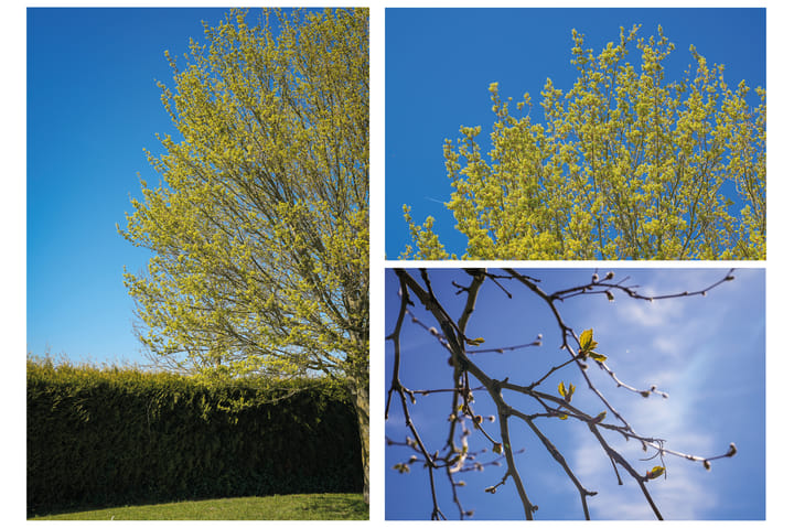 Foto 10 van Maasdijk E 3075