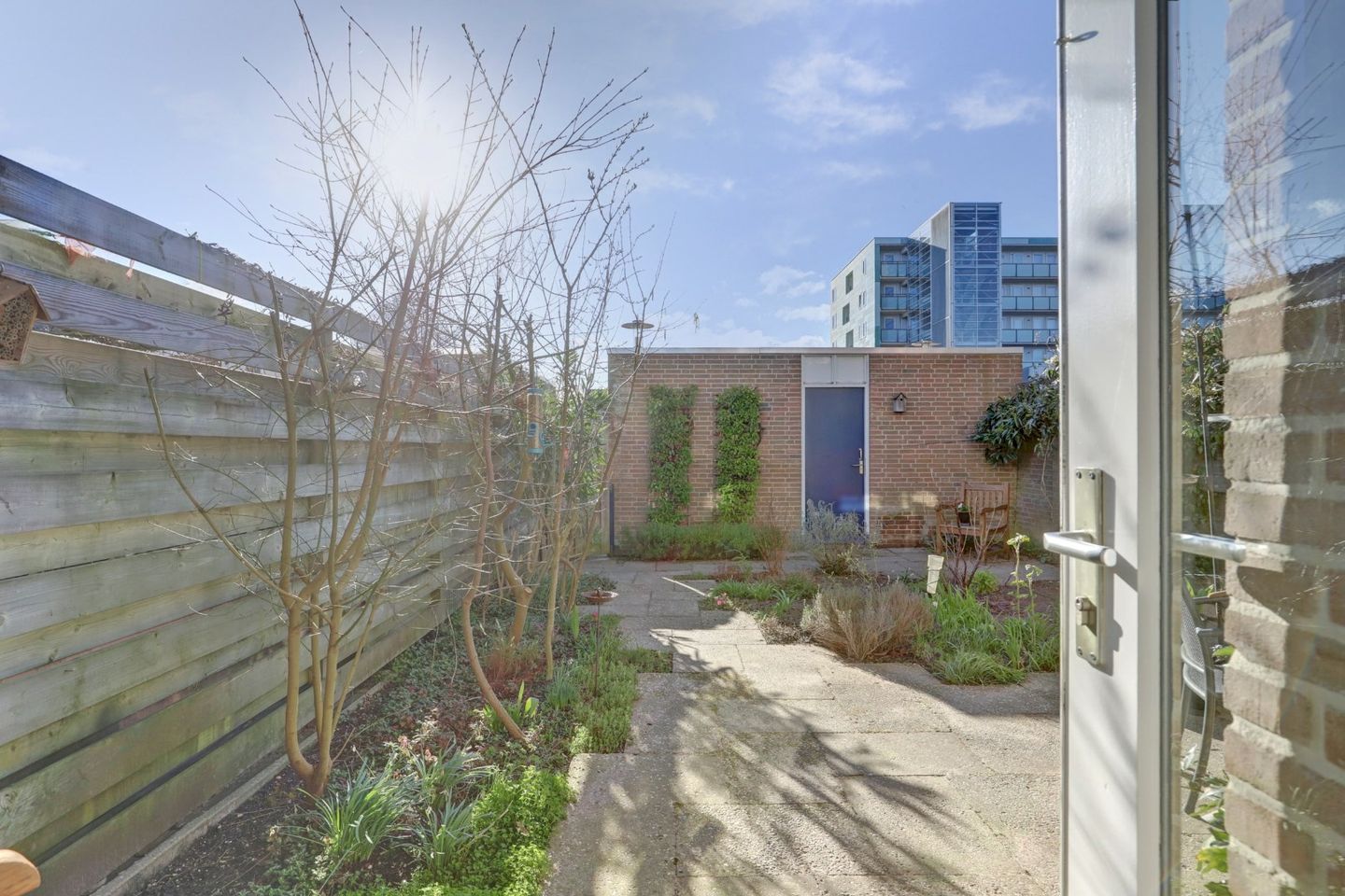 Foto 35 van Korenbloem 34