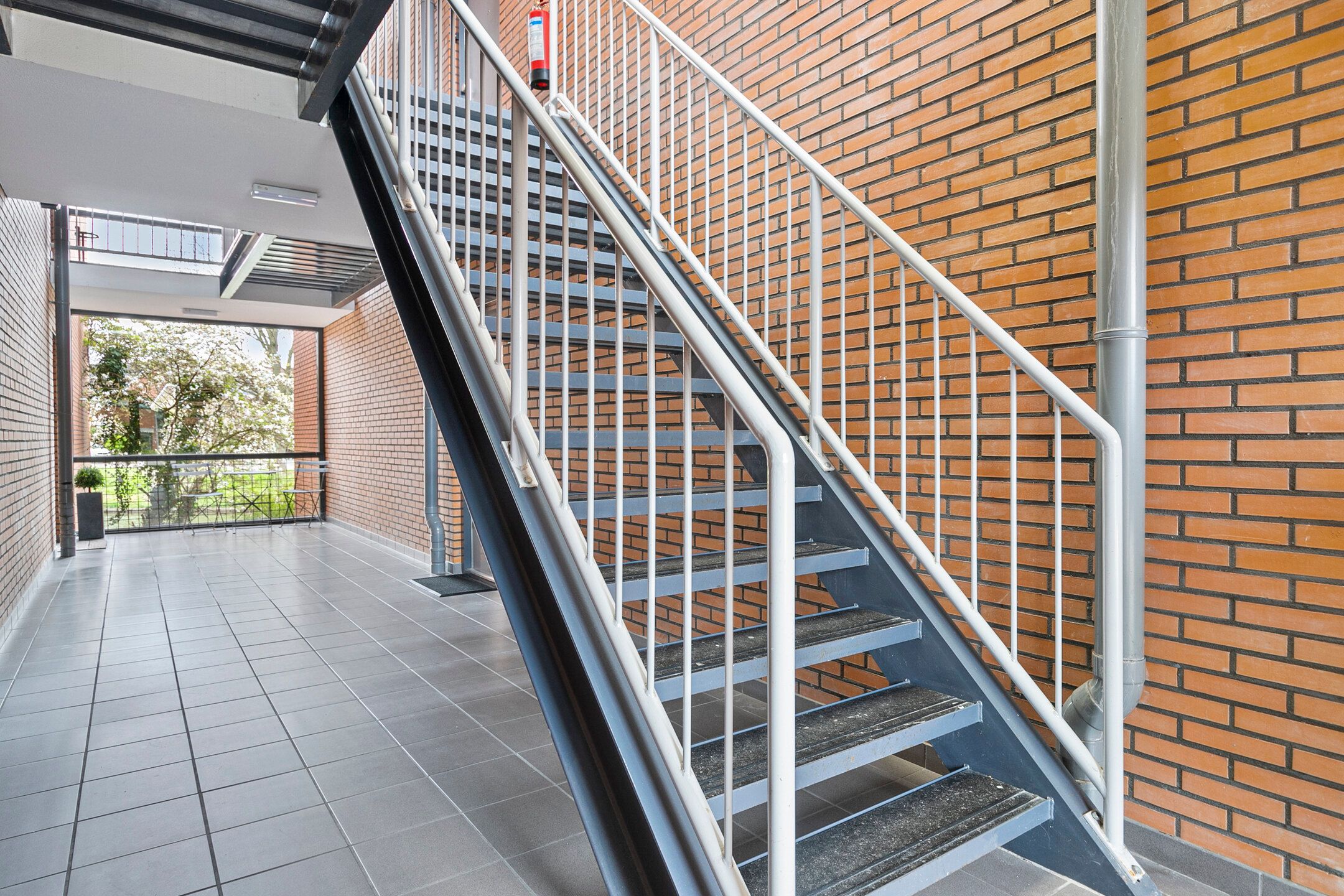 Foto 3 van Struisvaren 12