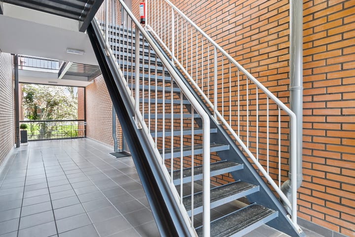 Foto 3 van Struisvaren 12