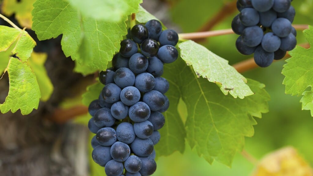 Foto 42 van Sleeuwijksedijk 5-A