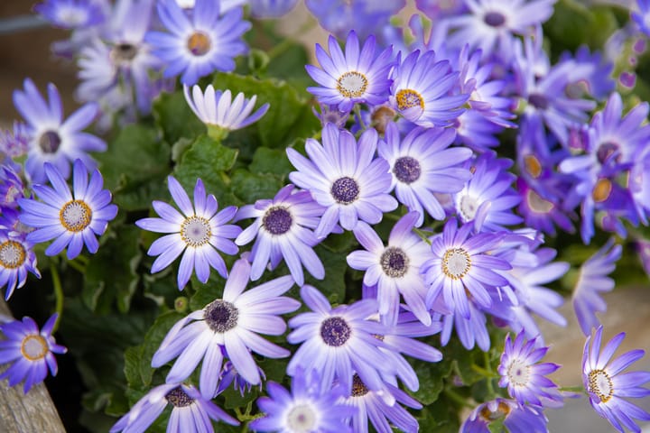 Foto 12 van Bulkstraat 24