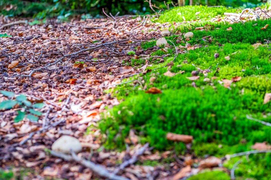 Foto 38 van Laan van Laag Kanje 28-R1