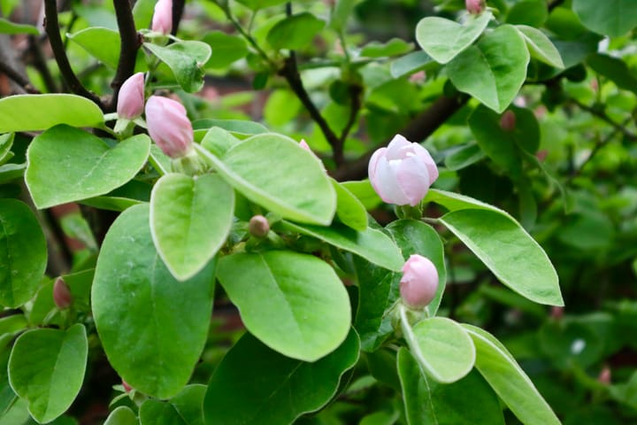 Foto 13 van Pluvierhof 10