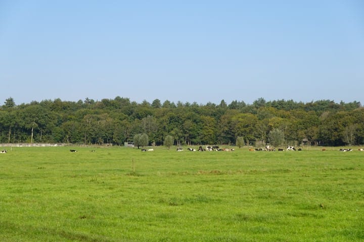 Foto 7 van Wiertdijkje 5