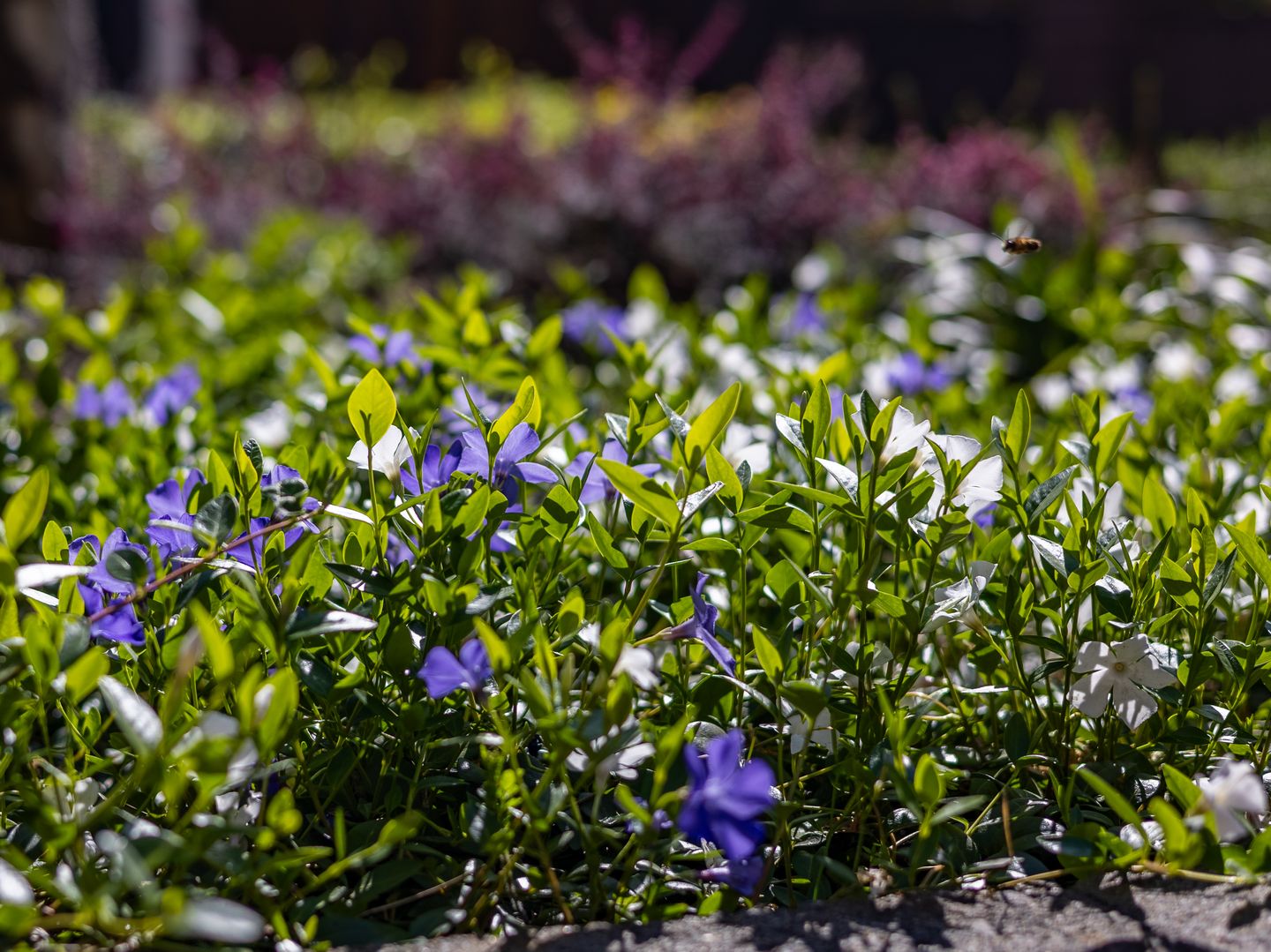 Photo 34 of Laakse Laan 50