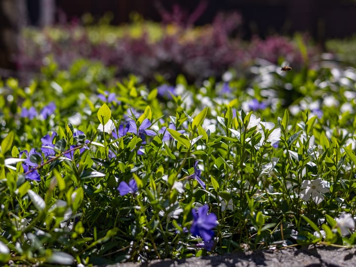 Photo 34 of Laakse Laan 50