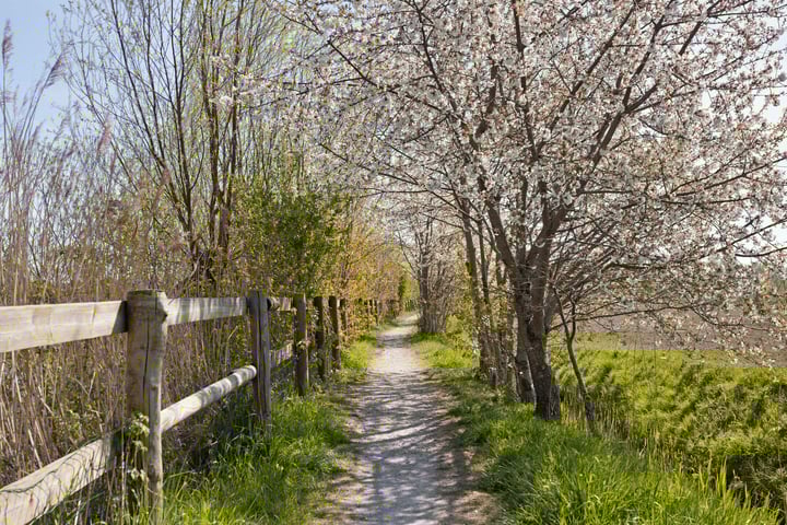 Foto 40 van Boterbloem 3