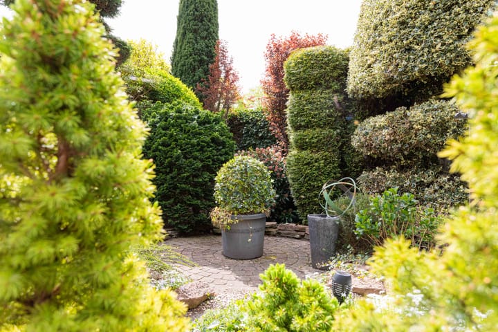 Foto 8 van Gentiaan 1